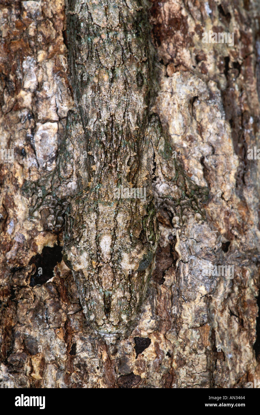 Fringed gecko Uroplatus henkeli Camouflaged to resemble tree bark