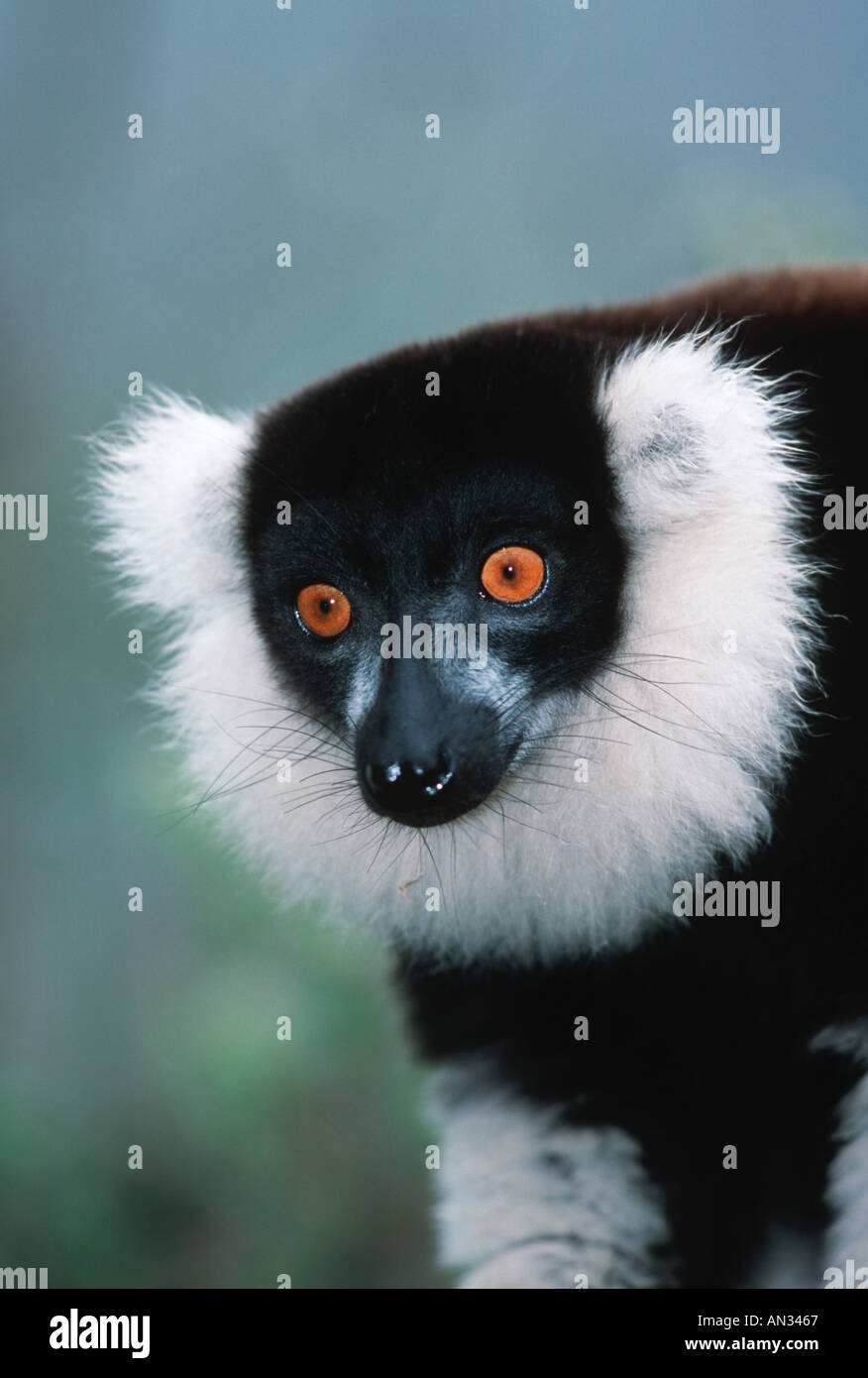 Black and white ruffed lemur Varecia variegata variegata endangered Madagascar Stock Photo