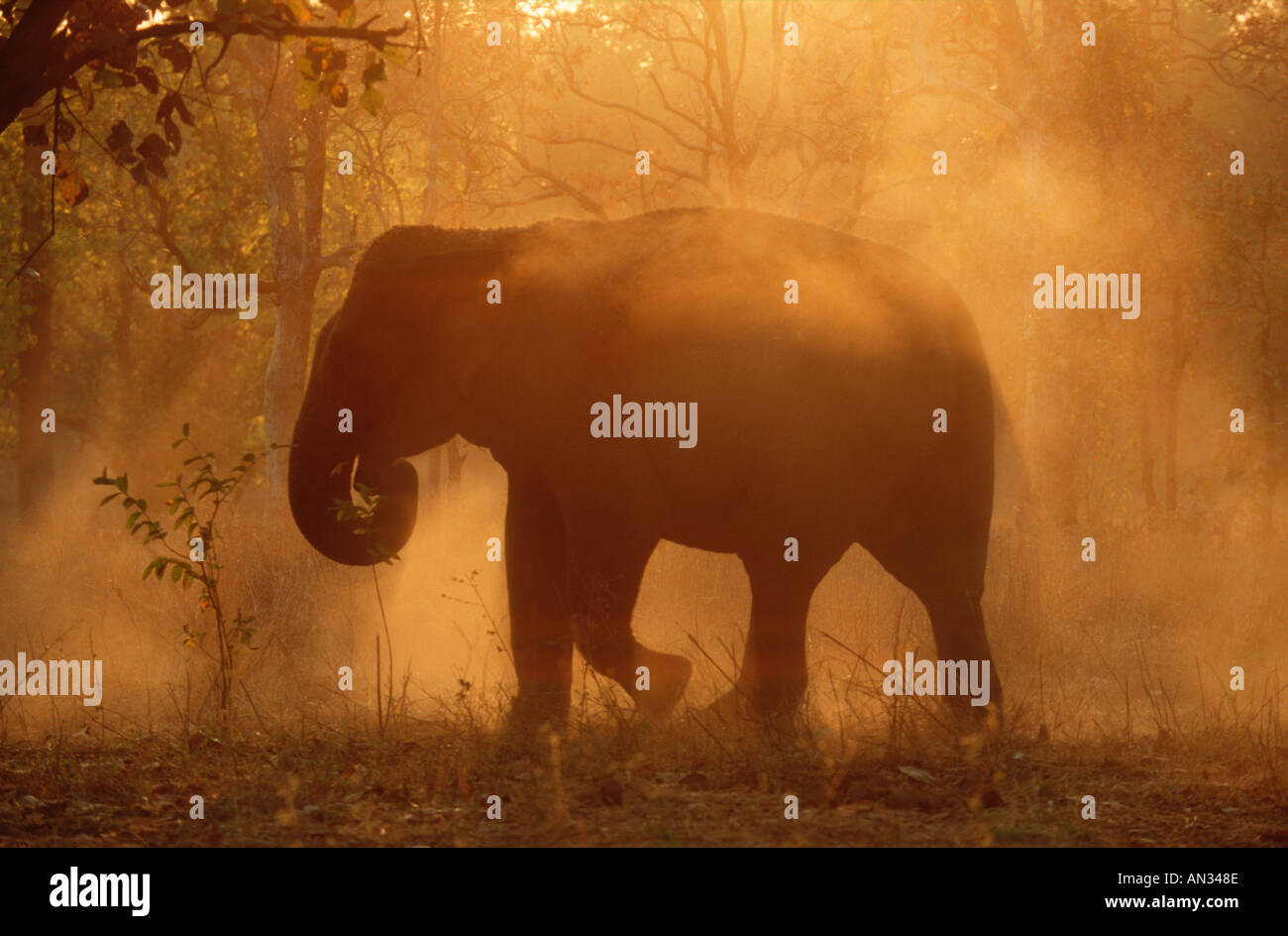 Indian Elephant Elephus maximus Asian elephant enjoying dust bath Kahna National Park India Stock Photo