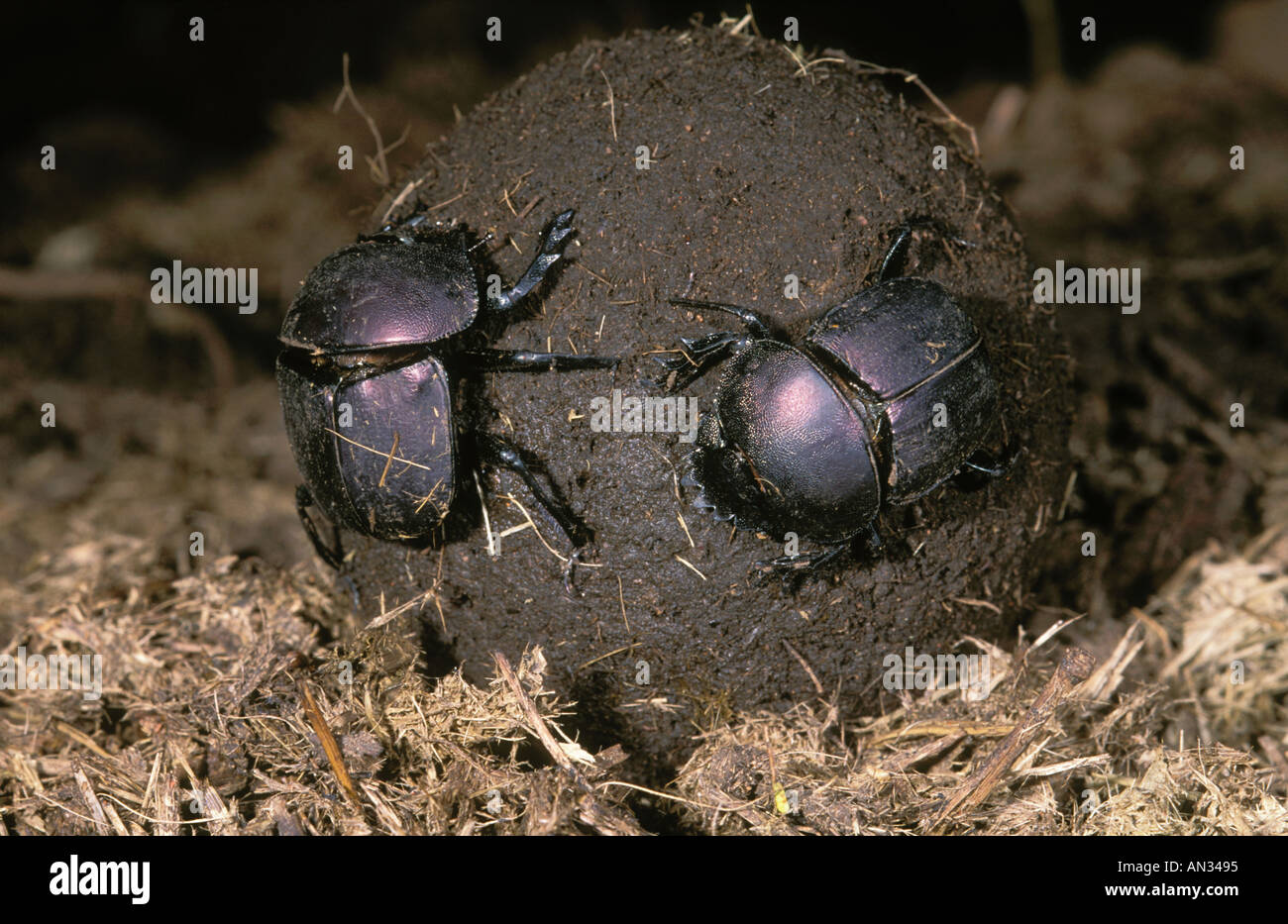 Dung Beetle Family Scarabaeidae Making nuptial ball Stock Photo