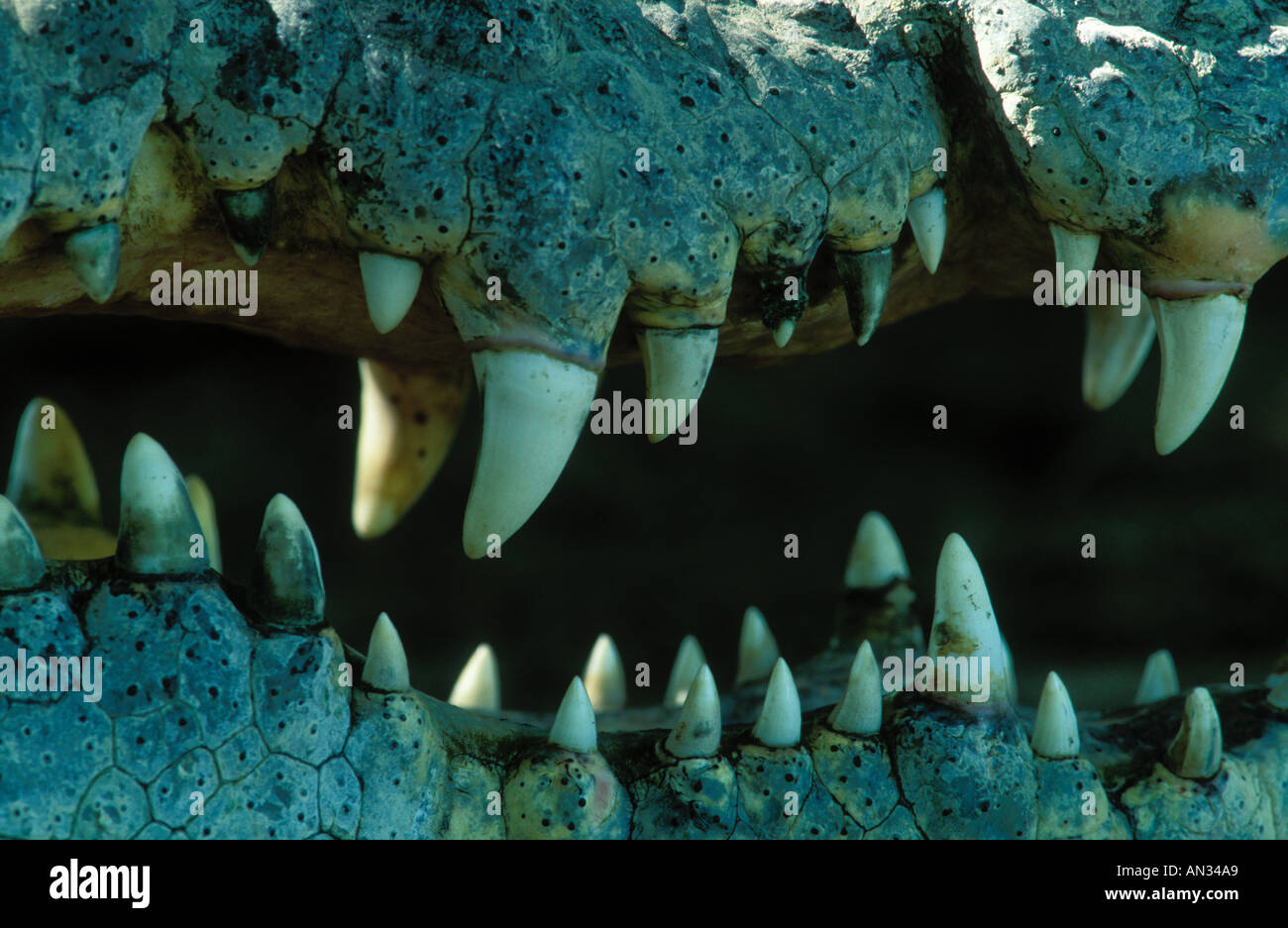 Nile Crocodile Crocodylus Niloticus Teeth Are Adapted For Catching And nile-crocodile-crocodylus-niloticus-teeth-are-adapted-for-catching-and