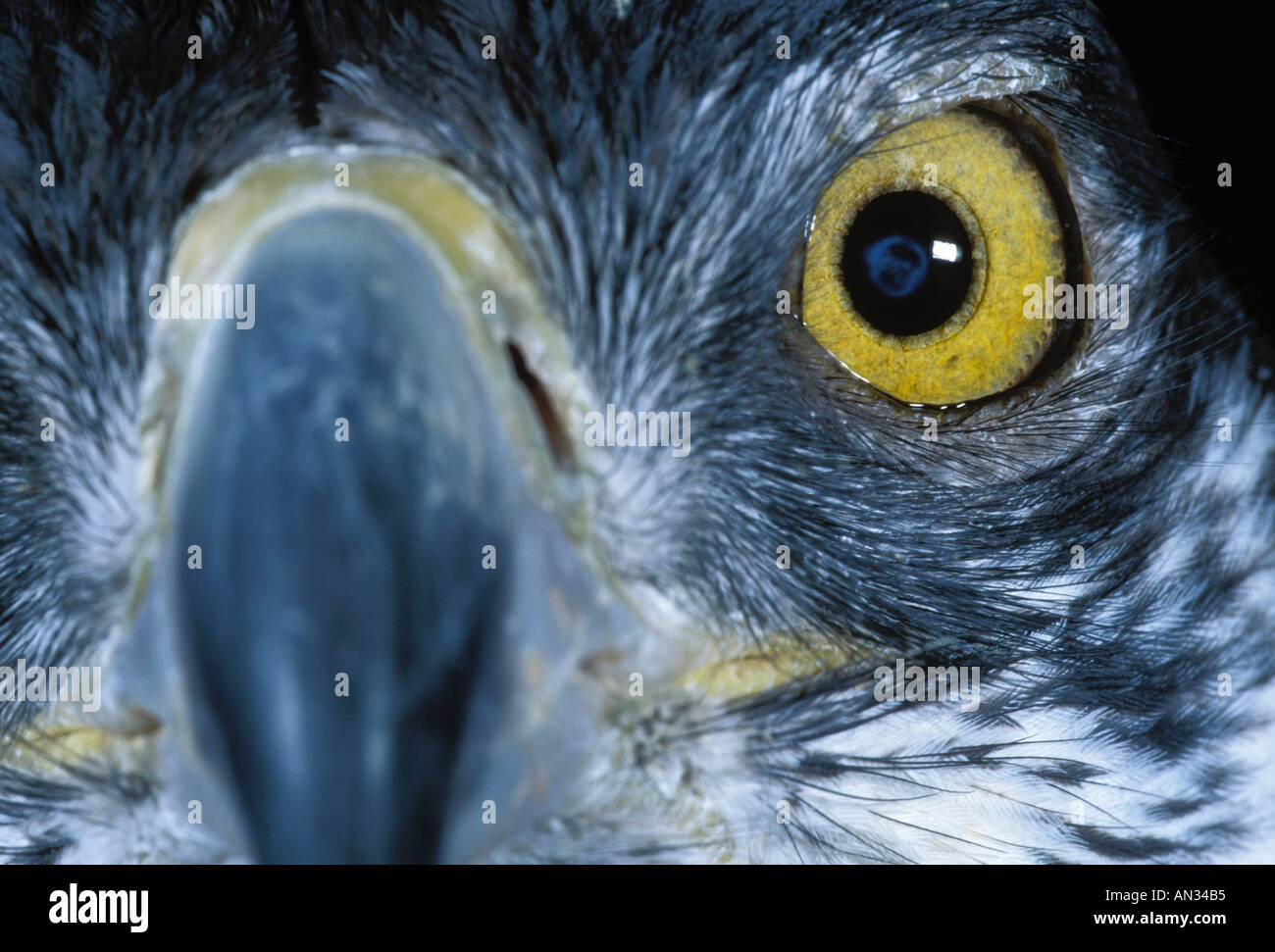 African hawk eagle Hieraaetus fascius Showing large eye in relation to body size Africa Stock Photo
