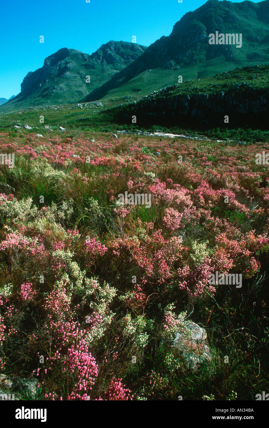 Fynbos Known for its high plant diversity Cape floral kingdom South Africa Stock Photo