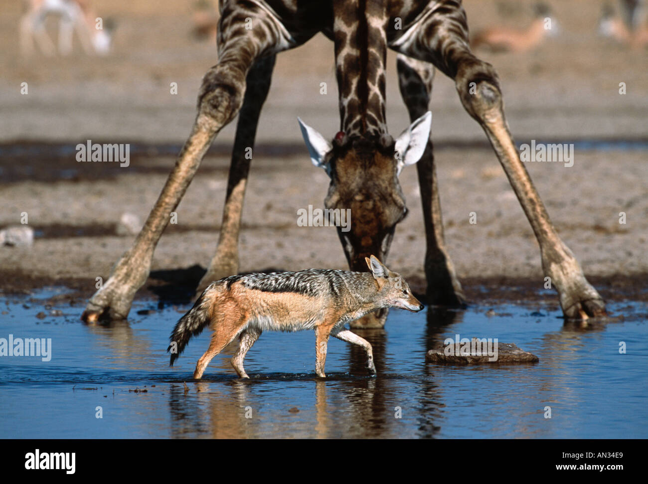 Black backed jackal Canis mesomelas Walks in front of giraffe drinking at waterhole Etosha National Park Namibia Stock Photo
