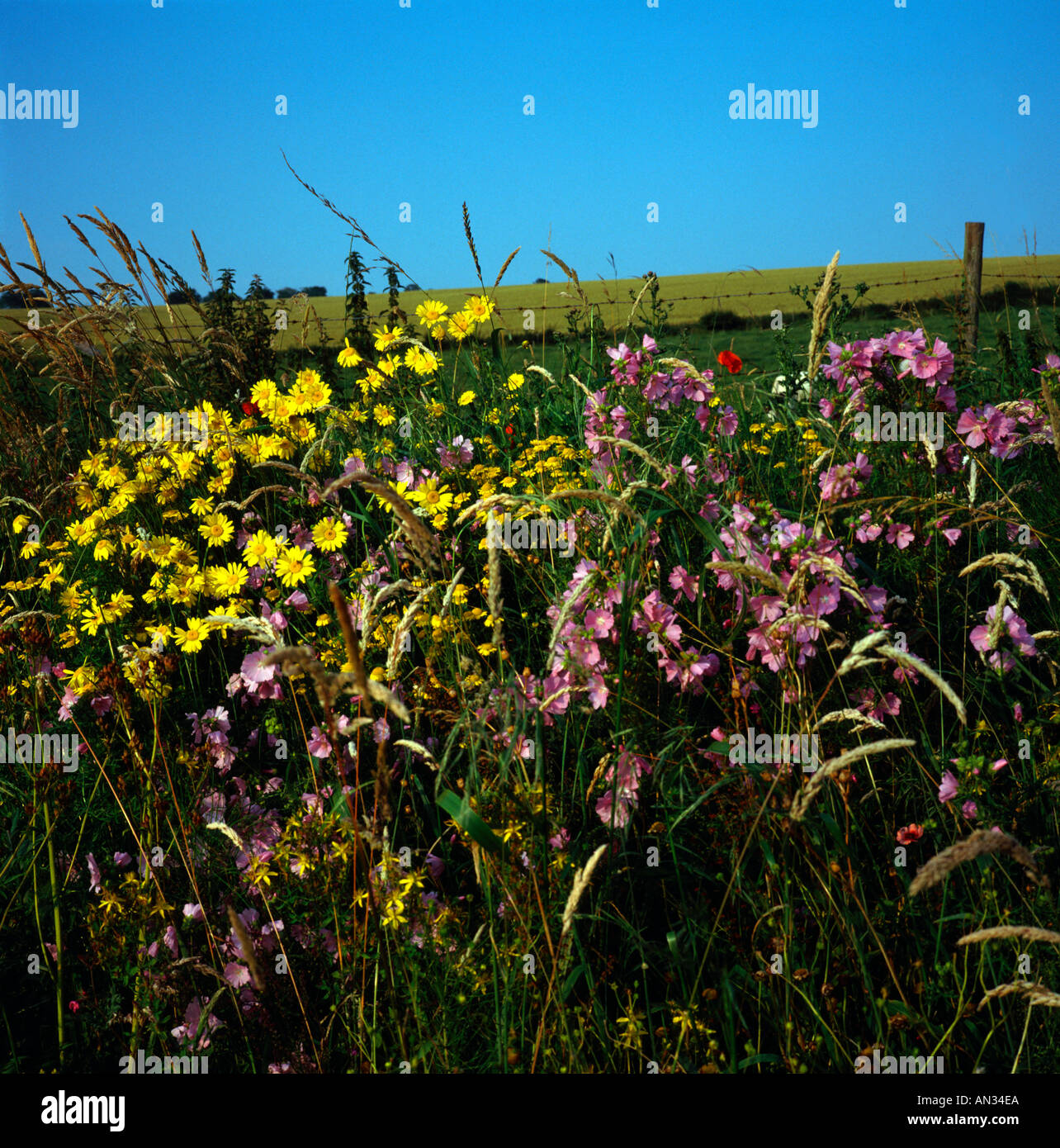 Wild flowers in a English country garden Wiltshire England Stock Photo ...