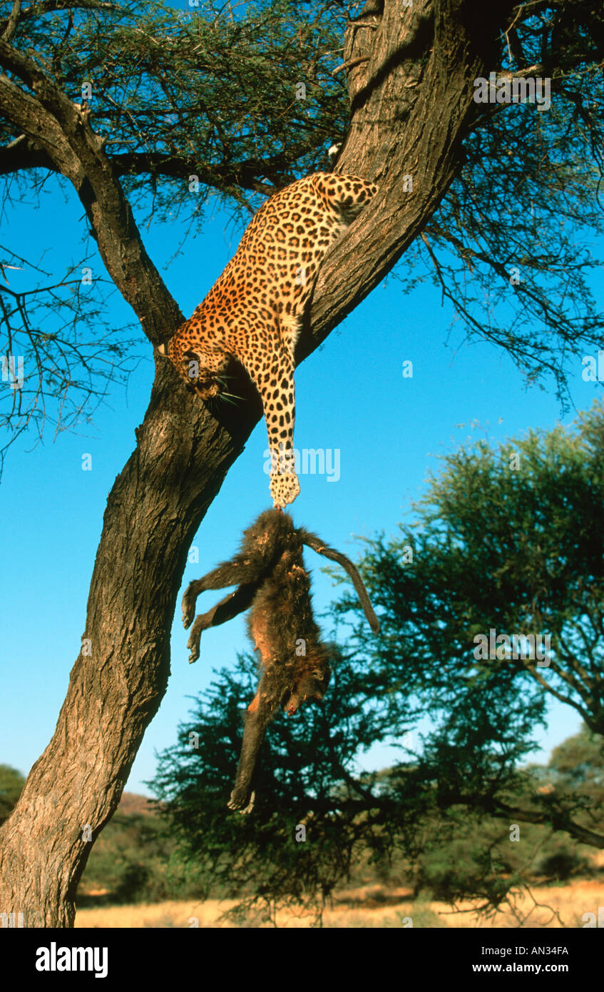 Leopard Panthera pardus With baboon kill in tree Africa to Far East South East Asia Stock Photo
