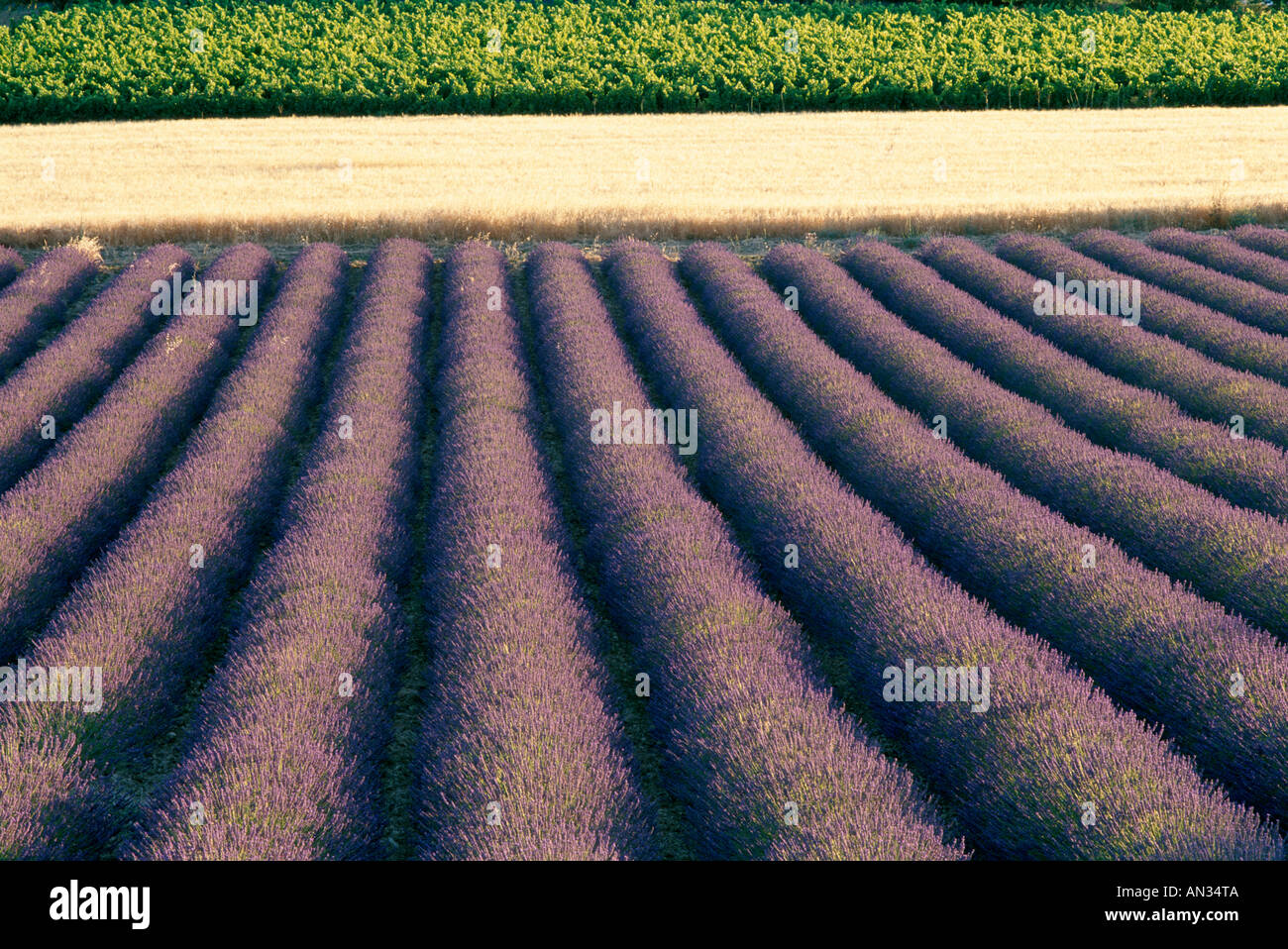 Lavender fields, Provence, France Stock Photo
