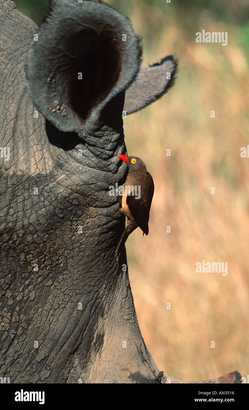 White Rhino Ceratotherium simum with red billed oxpecker Localised South Eastern Africa Symbiotic relationship Stock Photo