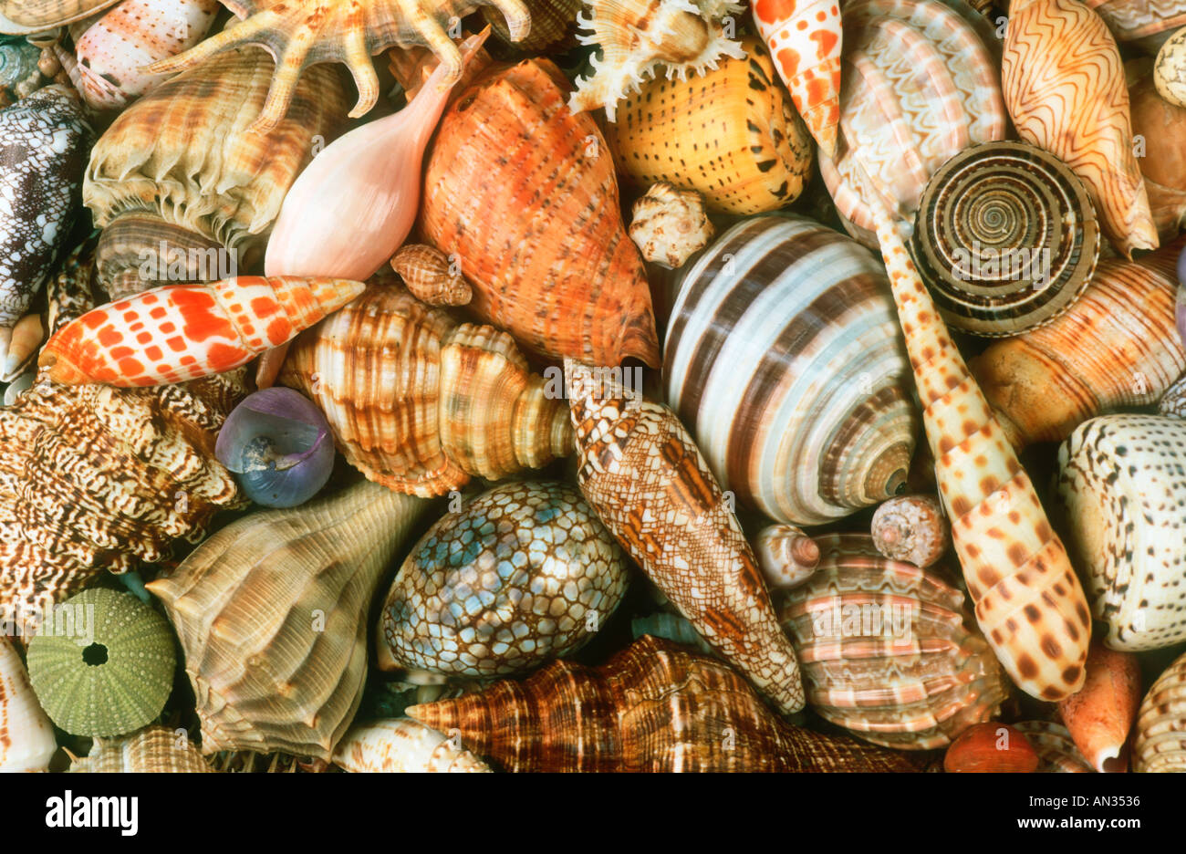 Seashells Shells of marine snails from around the African coast An