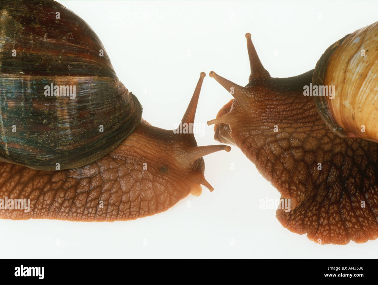 Bushveldt land snail Achatina immaculata Large snail up to 200mm in