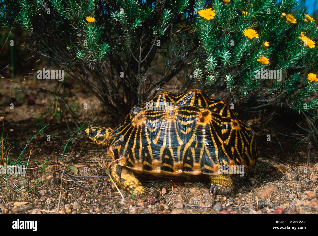 Geometric tortoise Psammobates geometricus Fynbos endemic Rarest ...