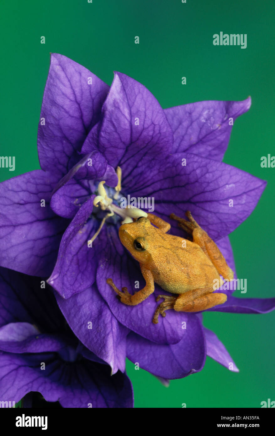 A cute Northern spring peeper frog, Hyla crucifer, climbing on a purple blooming Platycodon flower, close up, Missouri USA Stock Photo