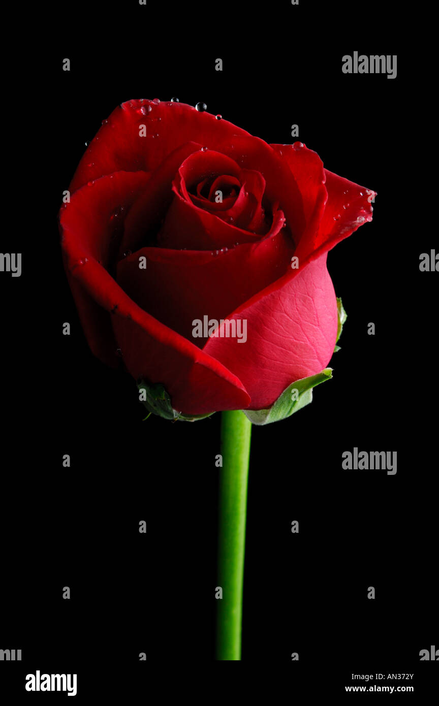 A Single Red Rose on a black background Stock Photo