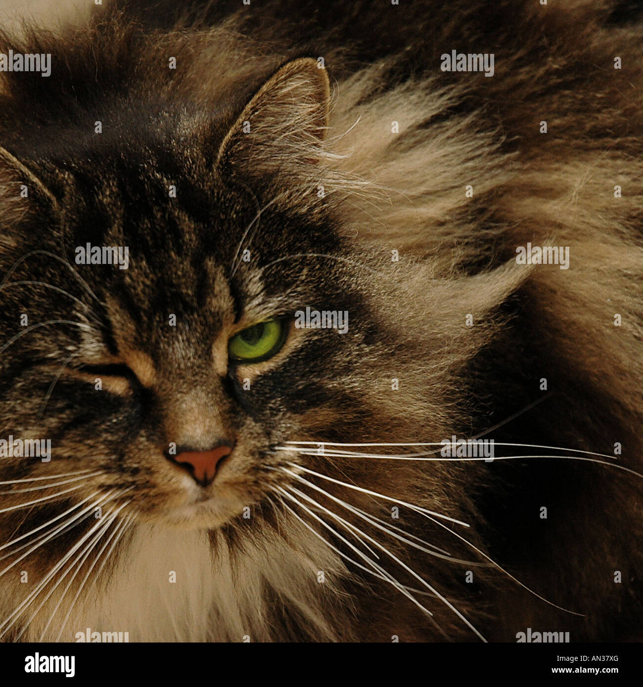 long haired cat Stock Photo - Alamy