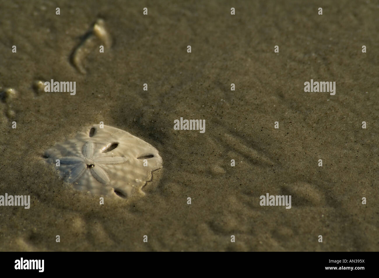 A Sand Dollar lying on the bach in the early morning sun Landscape orientation Stock Photo