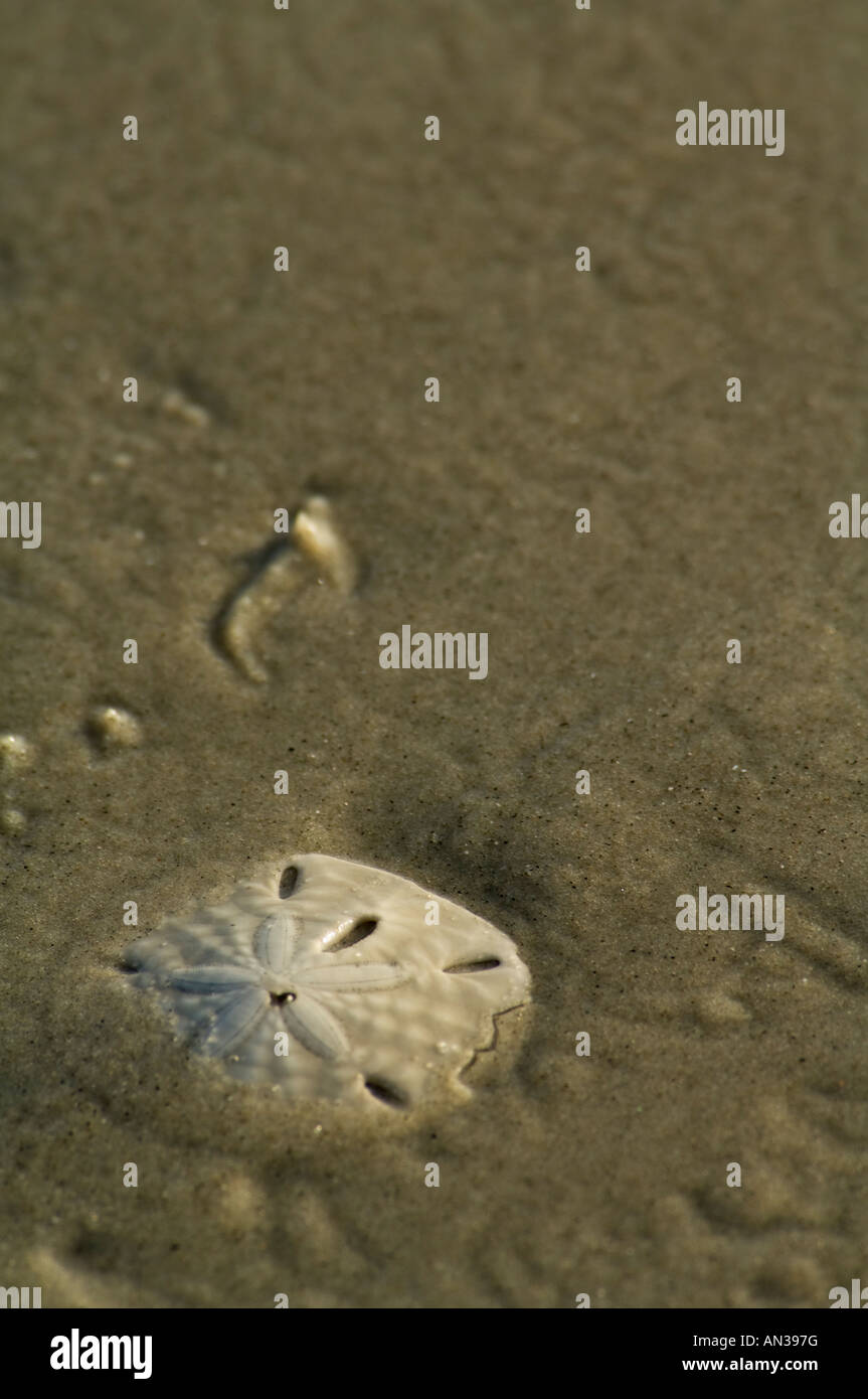A Sand Dollar lying on the bach in the early morning sun Portrait orientation Stock Photo