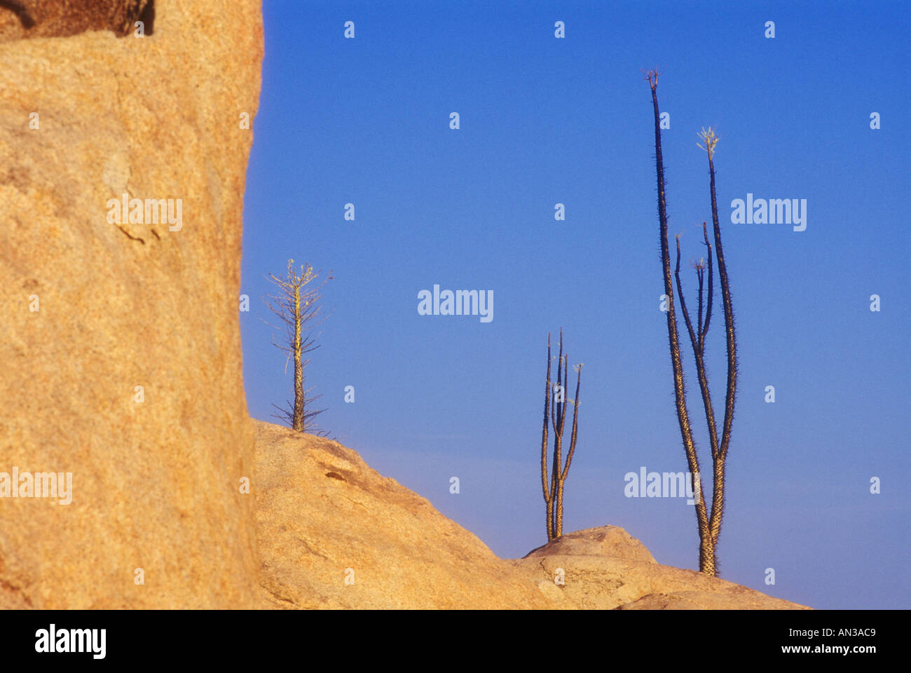 Baja california desert hi-res stock photography and images - Alamy