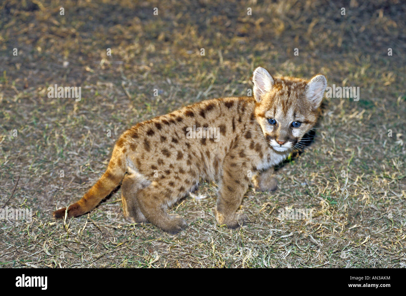 Puma concolor arkansas hi-res stock photography and images - Alamy