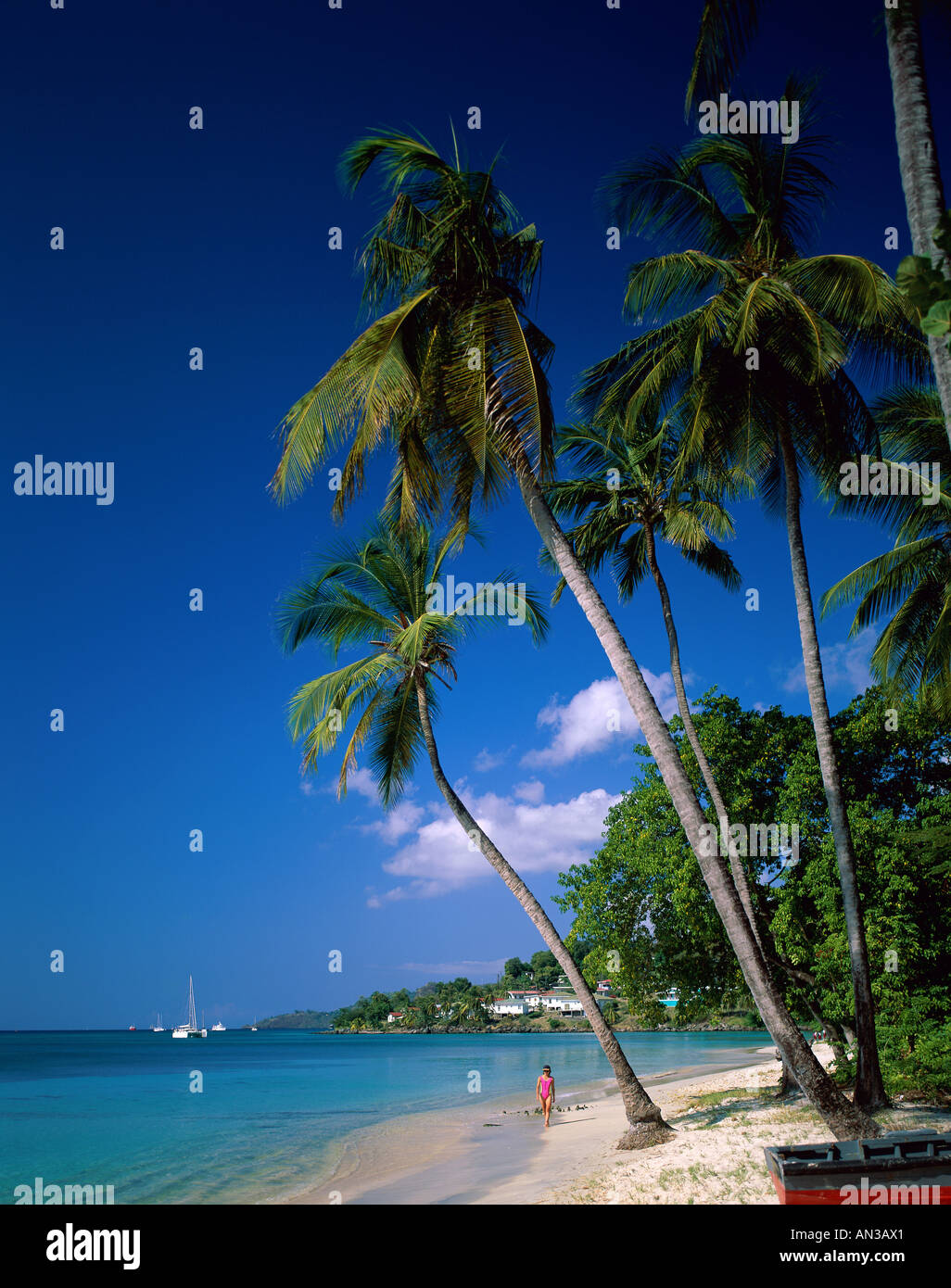 Grand Anse Beach / Sand / Sea / Pam Trees, Grenada, Caribbean Islands