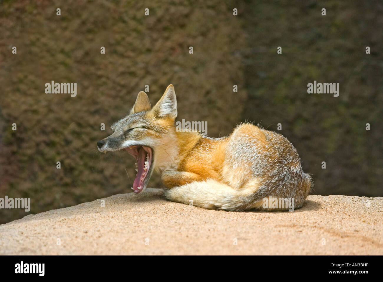 Swift Fox Vulpes velox Oklahoma City Zoo Oklahoma United States 26 August  Adult CAPTIVE Canidae Stock Photo - Alamy