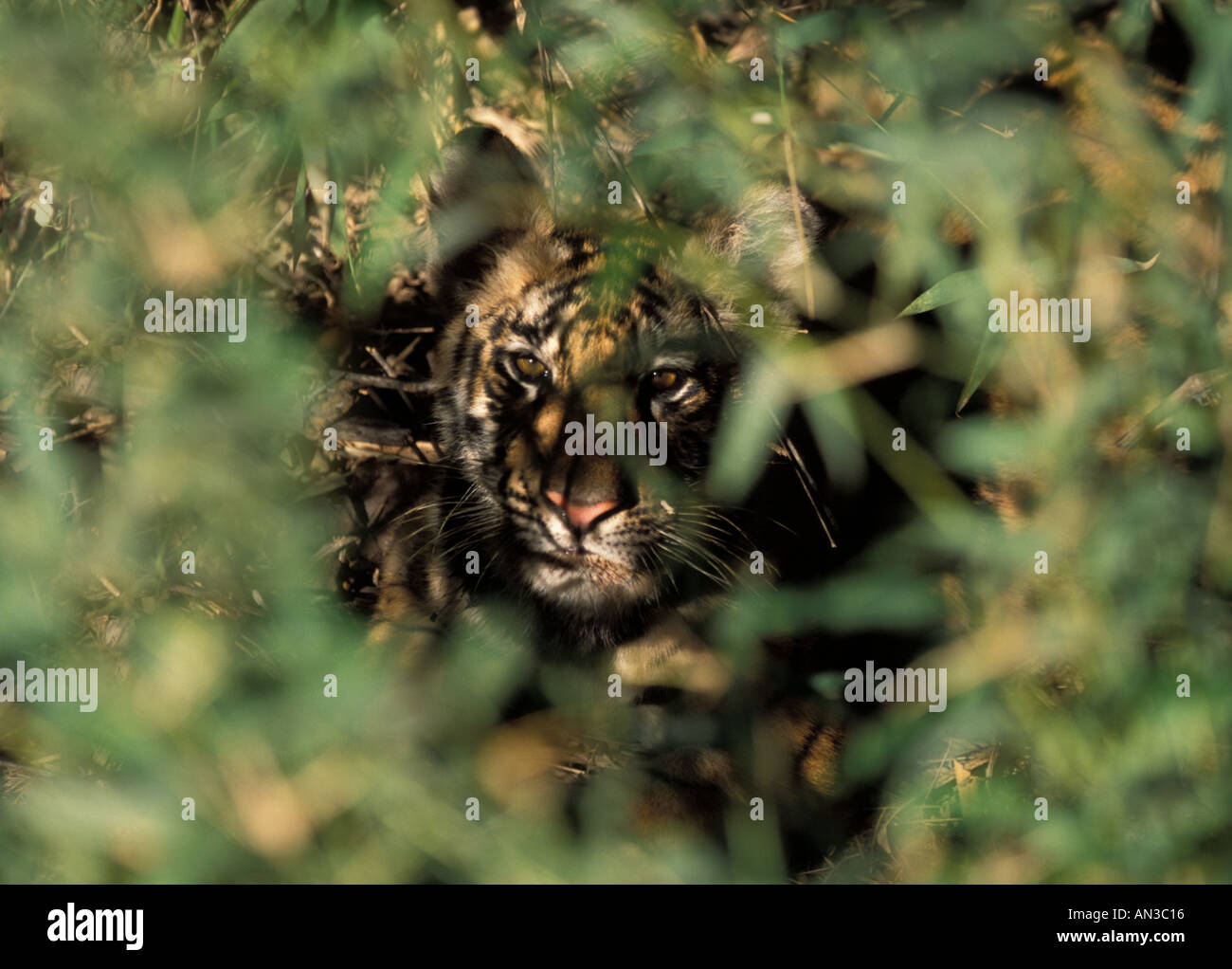 Indian Tiger cub Bandavgarh NP Stock Photo