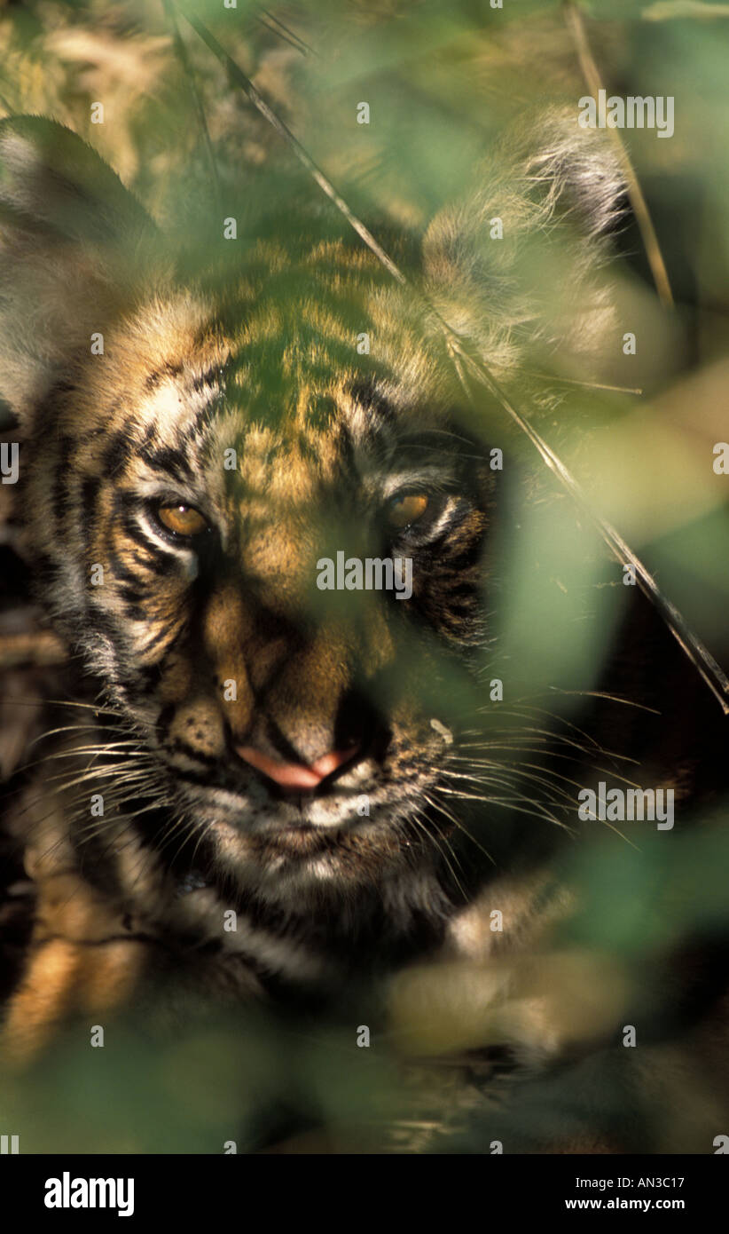 Indian Tiger cub Bandavgarh NP Stock Photo