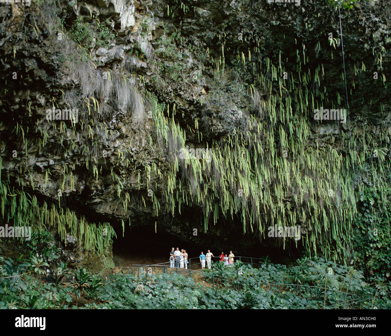 Fern Grotto, Hawaii / Kauai, USA Stock Photo 8799247 Alamy