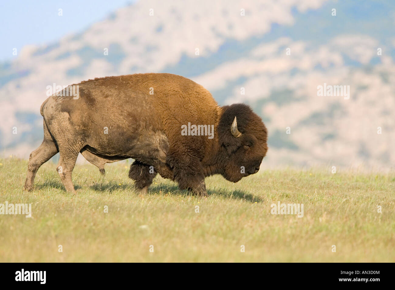 American Bison Bison bison Wichita National Wildlife Refuge Oklahoma