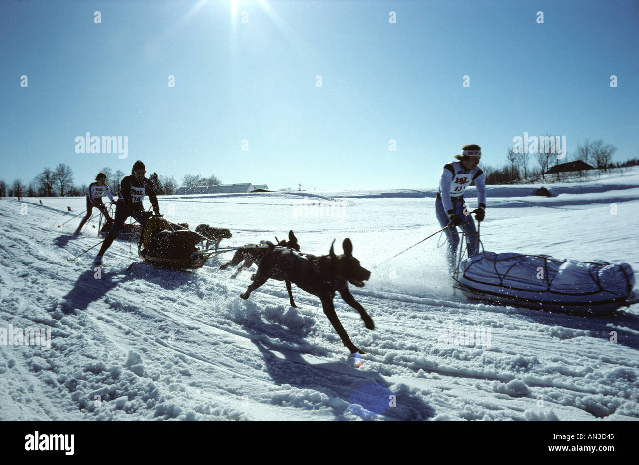 Dogsled race Oslo Norway Stock Photo Alamy