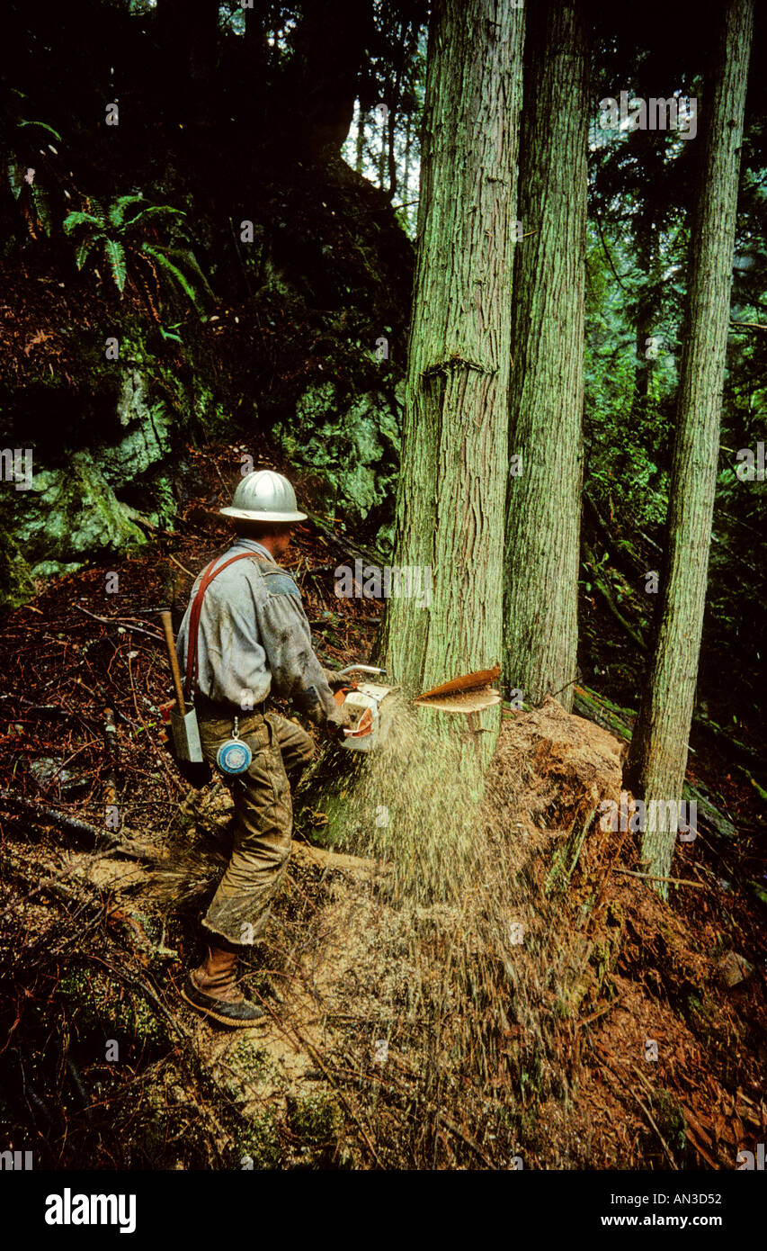 Lumberjack felling cedar tree Washington State USA Stock Photo Alamy
