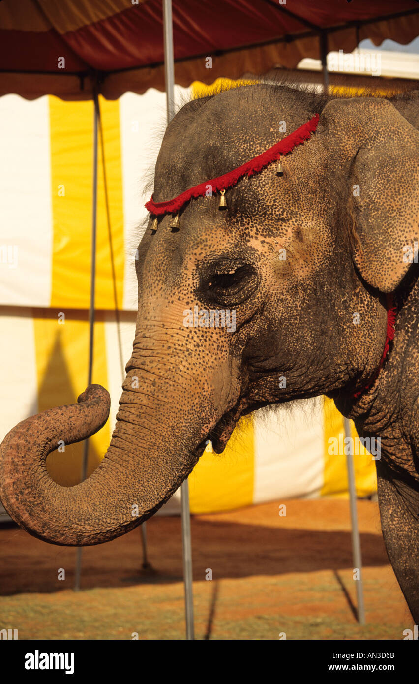 Circus elephant hires stock photography and images Alamy