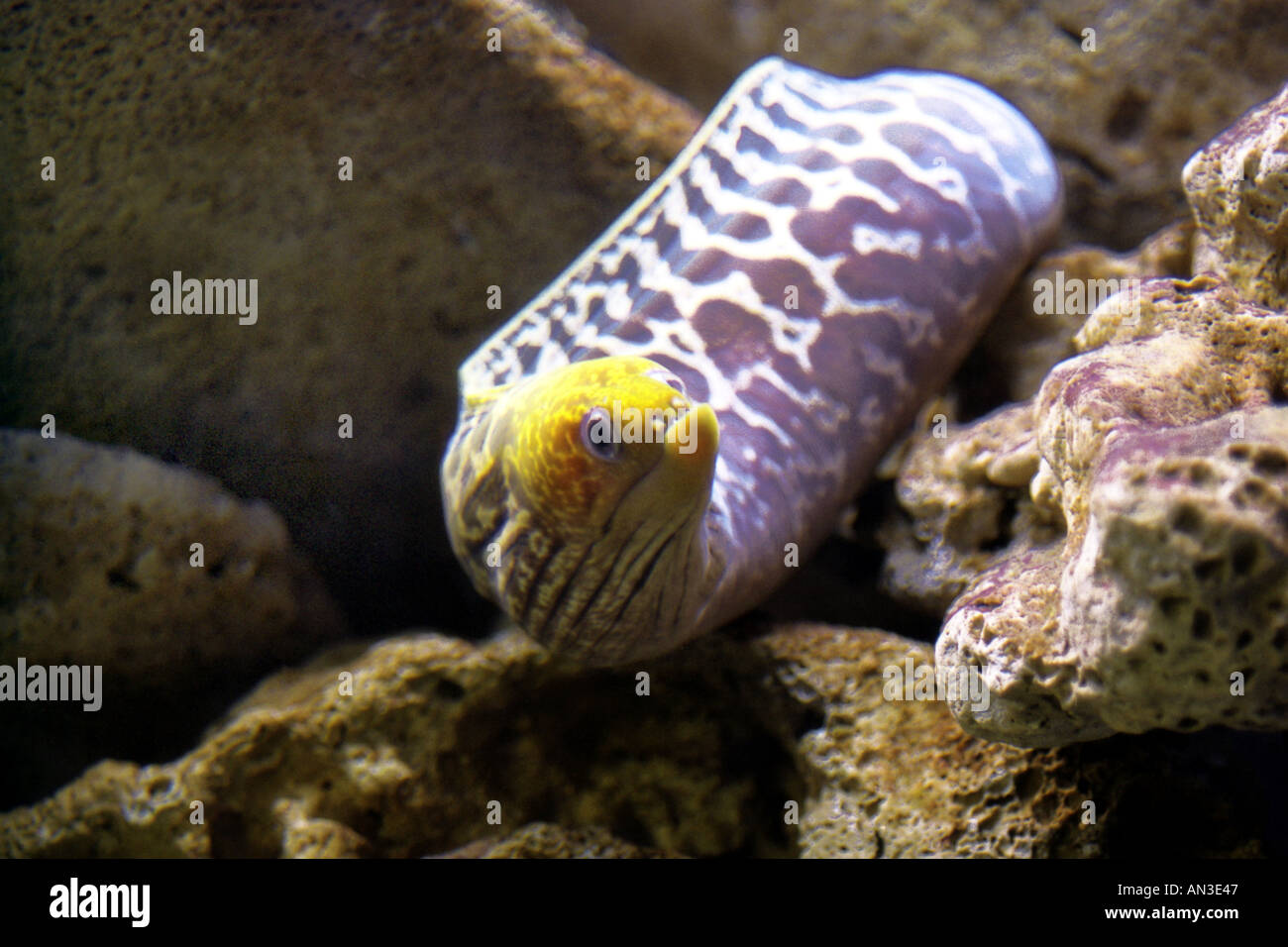 Purple and Yellow Moray Eel Stock Photo