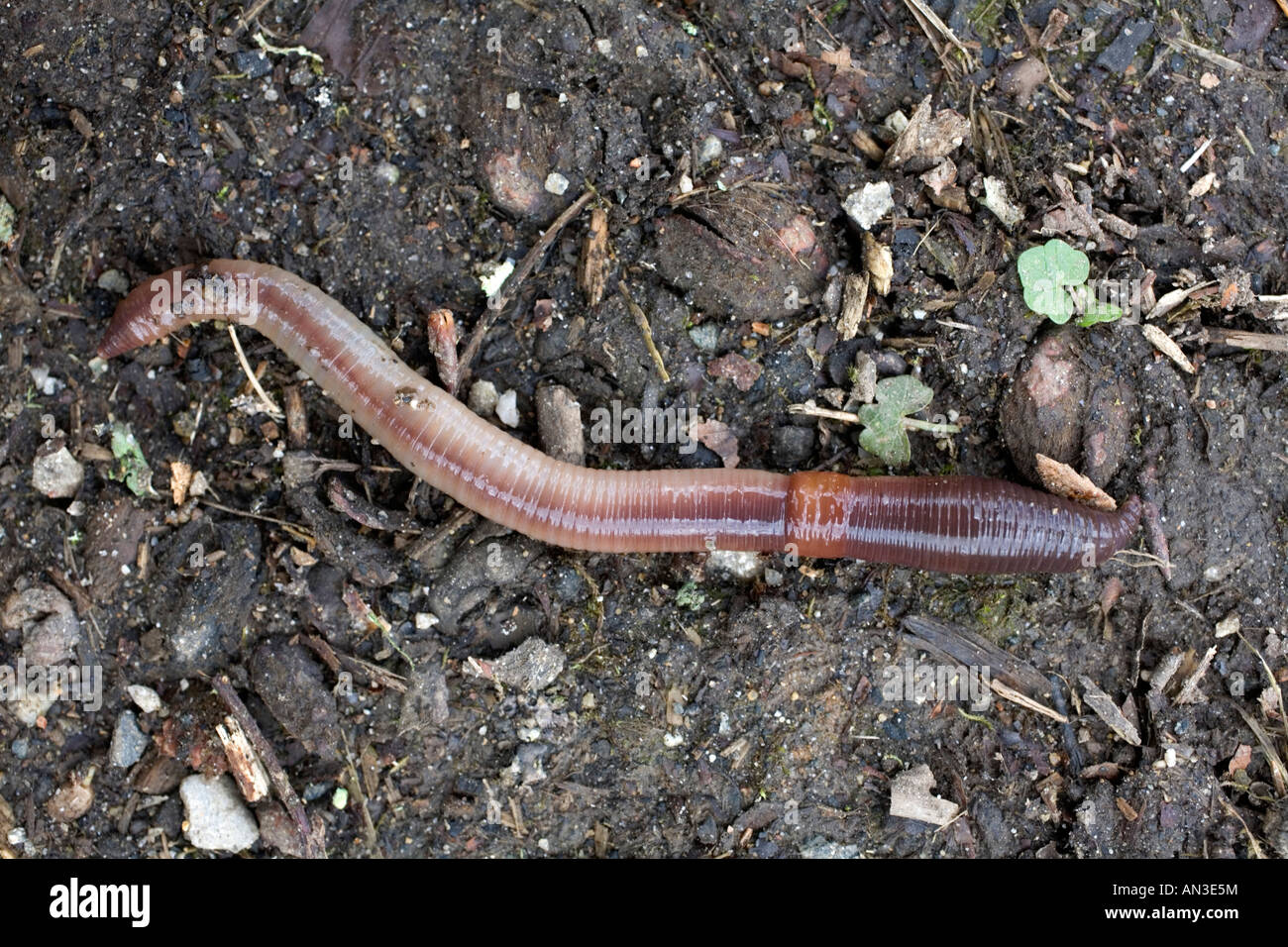 Common Earthworm (Lumbricus terrestris ) Dimensions & Drawings