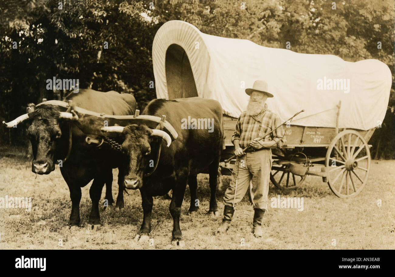 Vintage covered wagon with team of oxen Stock Photo