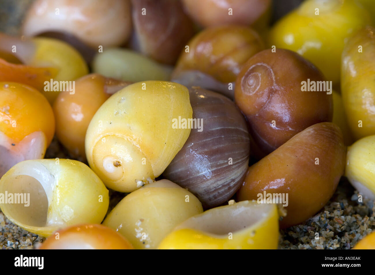 Littorina fabalis hires stock photography and images Alamy
