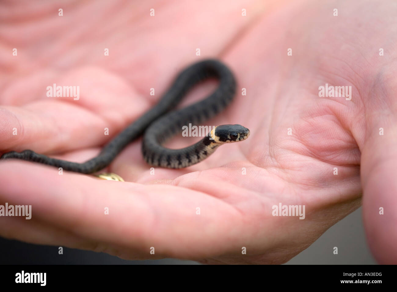 grass snake Natrix natrix in the palm of a hand dorset Stock Photo Alamy