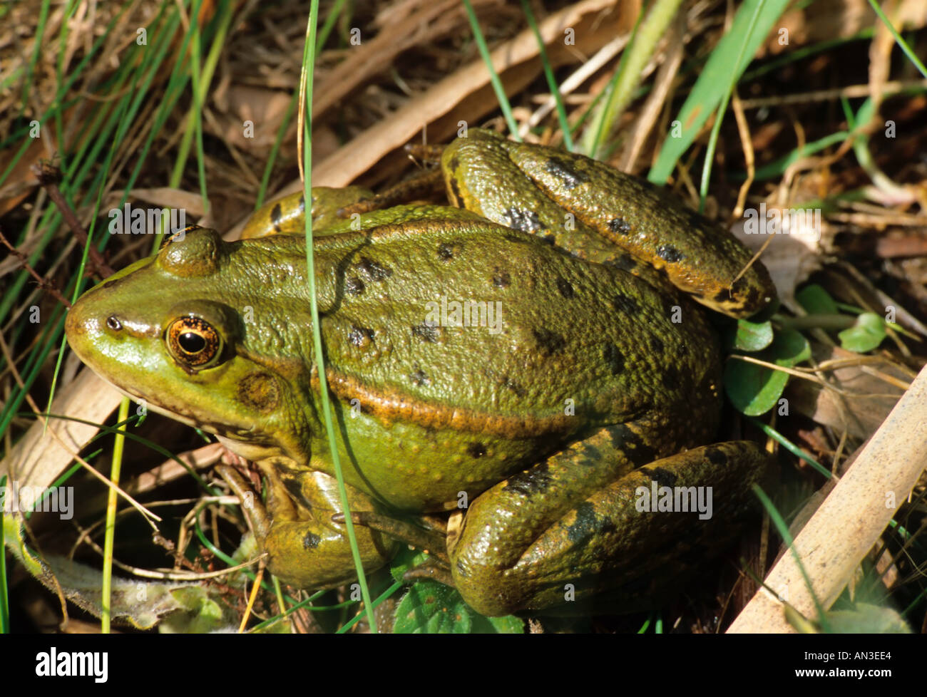Marsh Frog Rana ridibunda Stock Photo