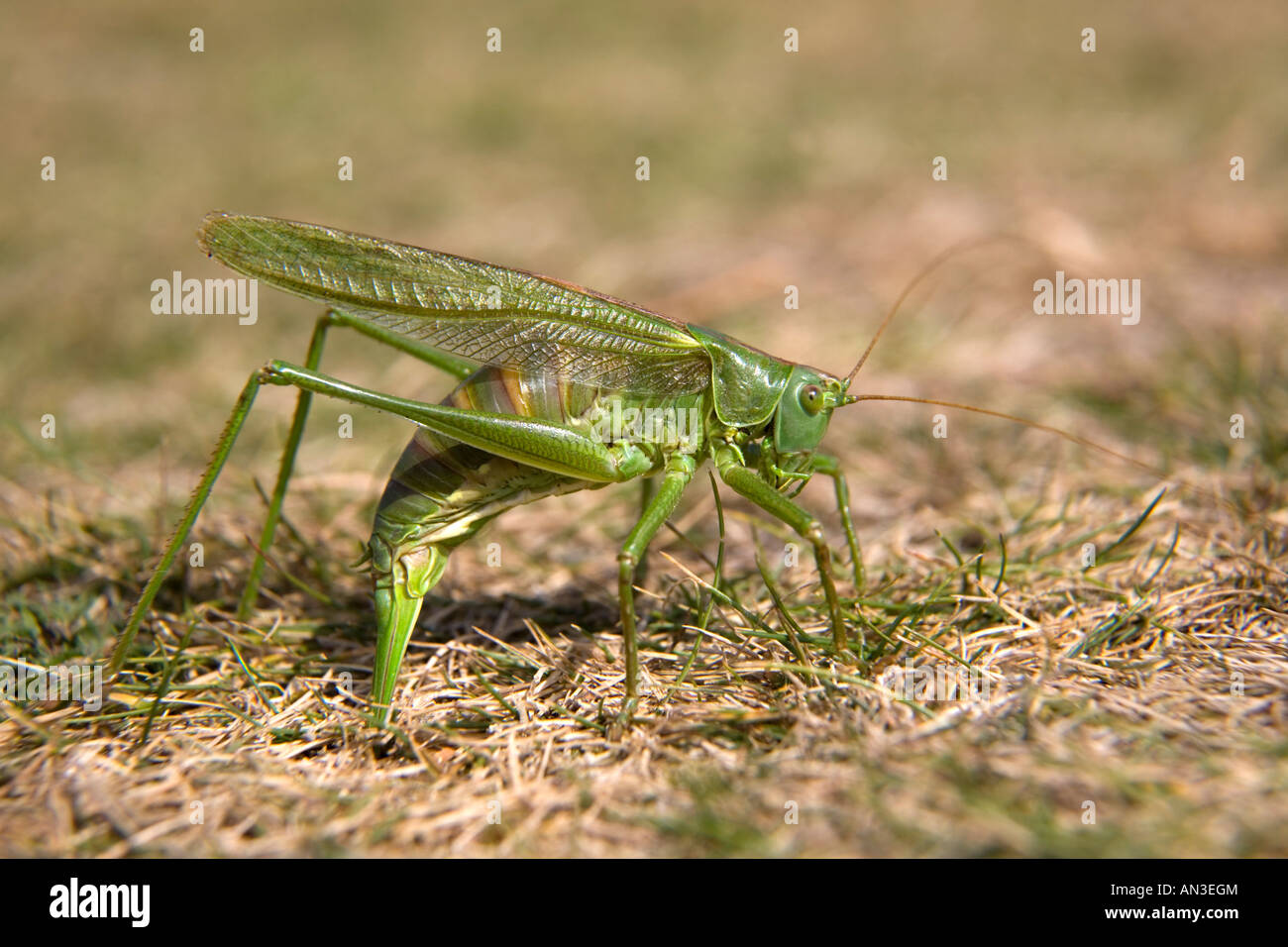 Cricket Laying Eggs High Resolution Stock Photography and Images Alamy