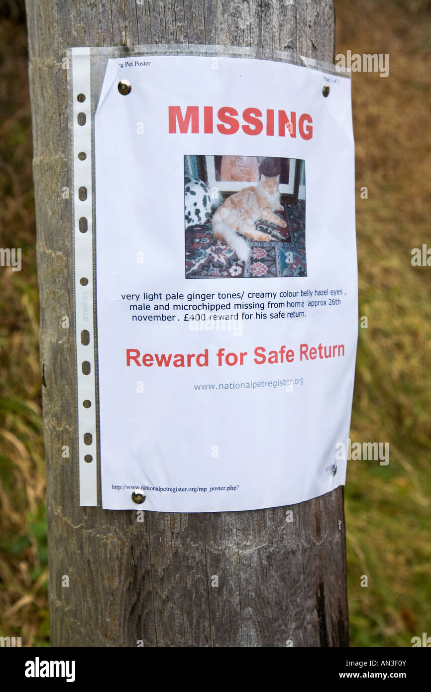 Poster offering reward for finding missing pet cat with national pet register contact UK Stock Photo