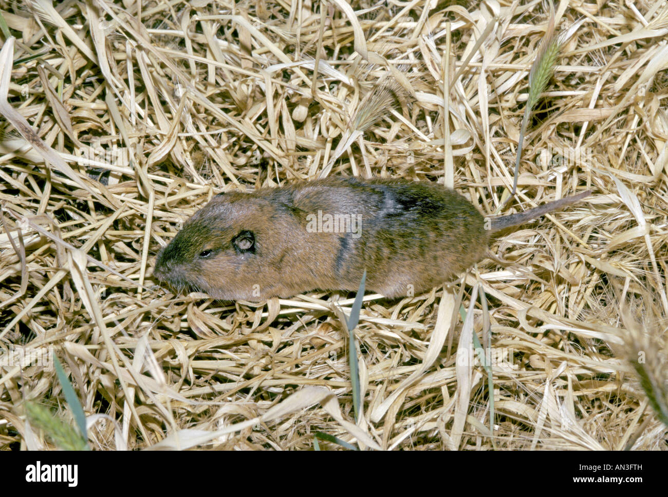 Botta's Pocket Gopher Thomomys bottae Tucson Arizona United States May