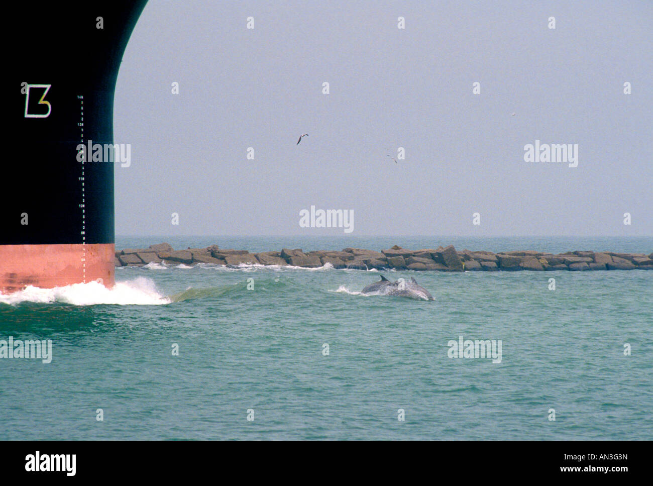 Common Bottlenose Dolphin Tursiops truncatus Galveston Texas United States April Stock Photo
