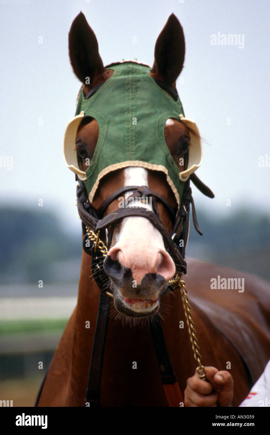 Thoroughbred Race Horse with Blinders Stock Photo