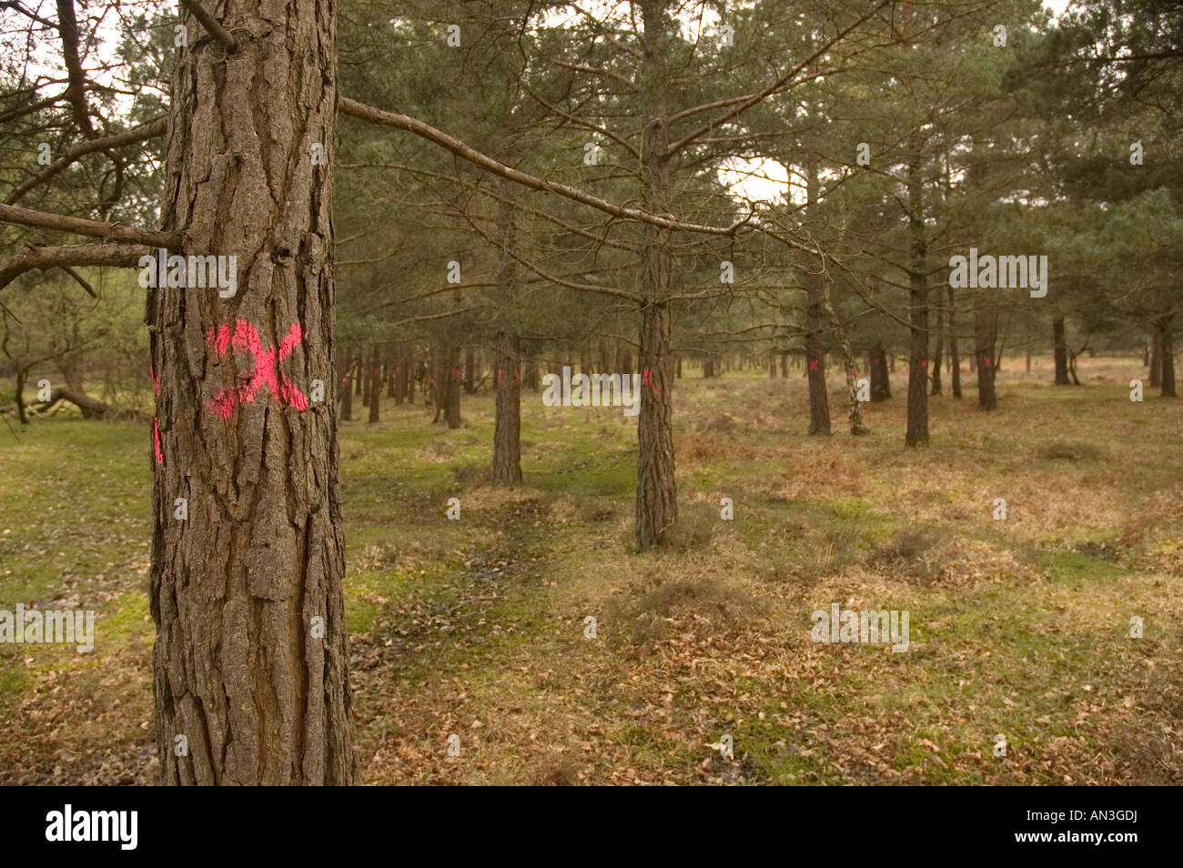 Trees Marked With an X To Be cut Down Stock Photo