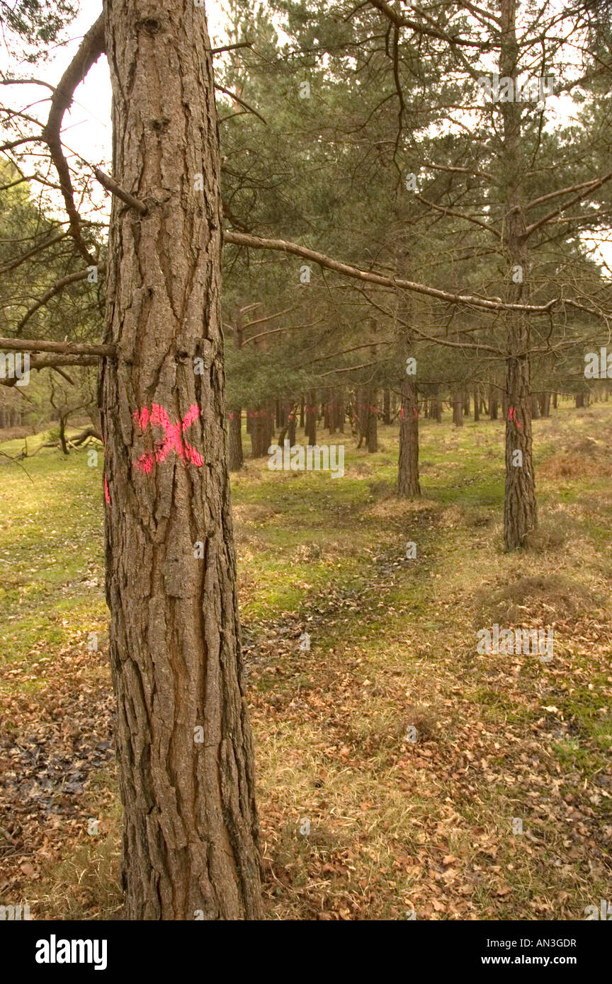 Trees Marked With an X To Be cut Down Stock Photo