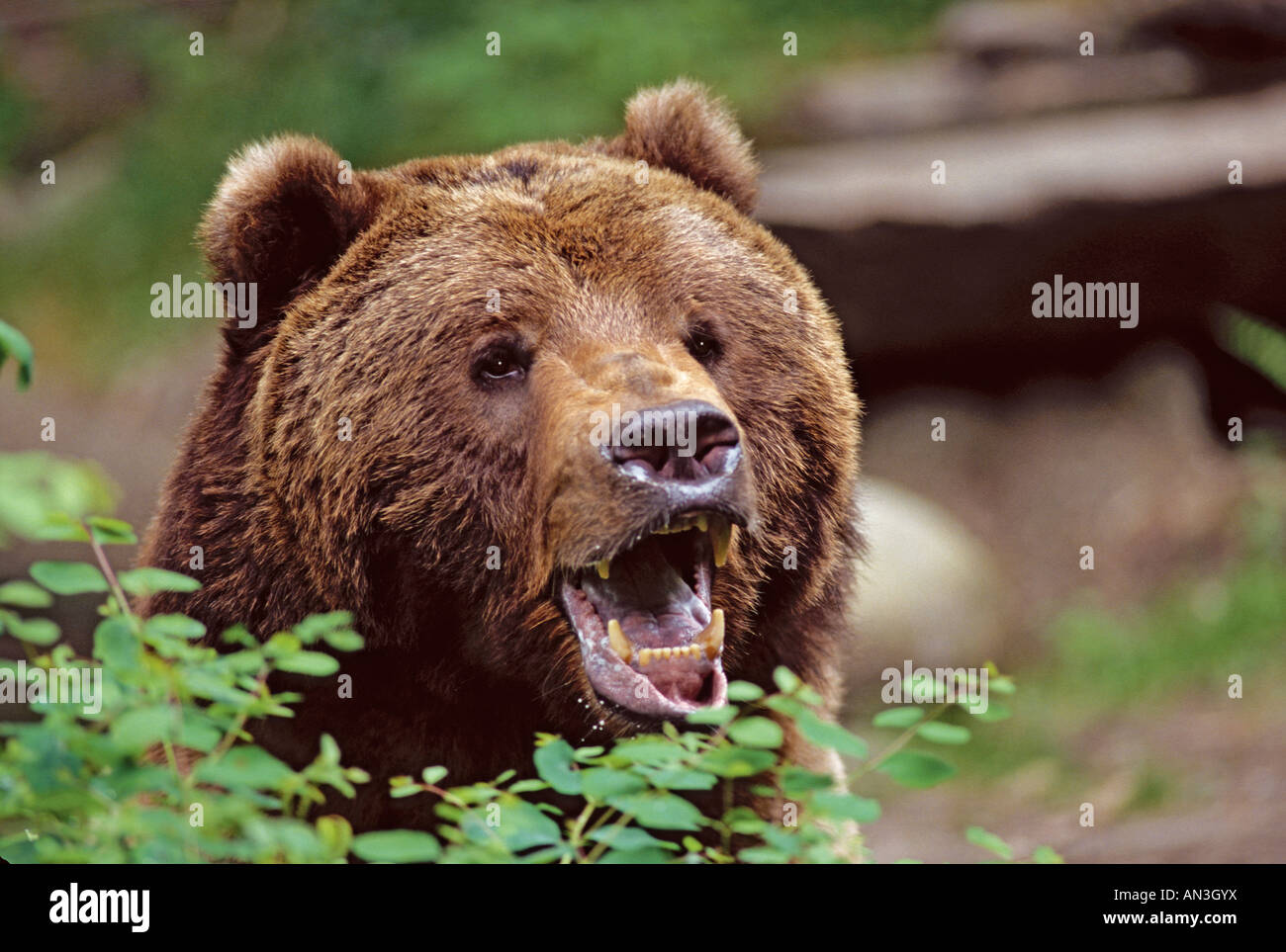 Grizzly Bear Ursus horribilis Northwest Trek Tacoma WASHINGTON United States June Adult CAPTIVE Ursidae Stock Photo