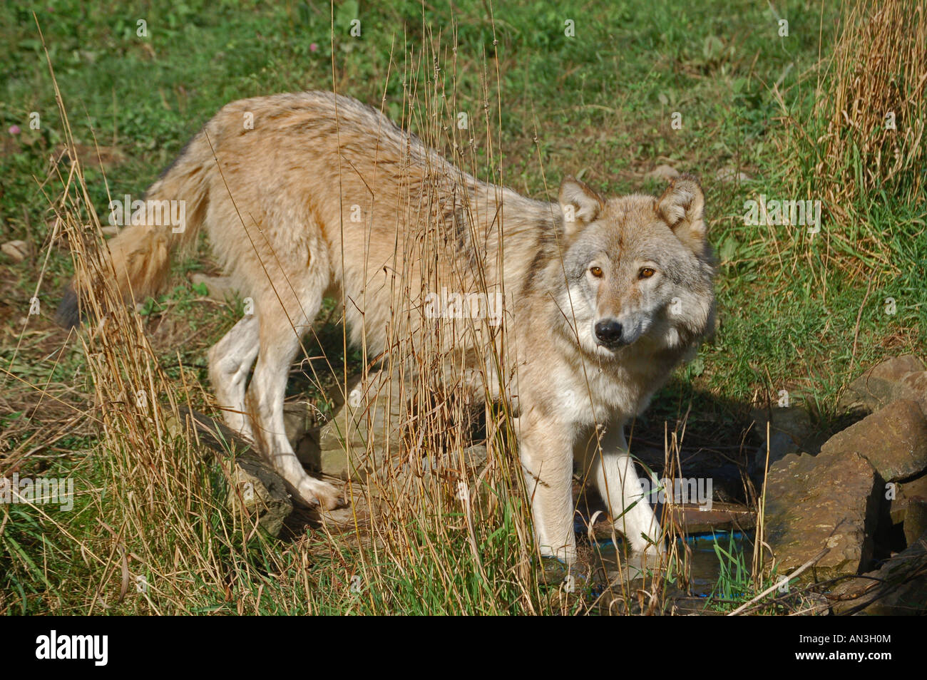 Timber wolf ecomuseum hi-res stock photography and images - Alamy