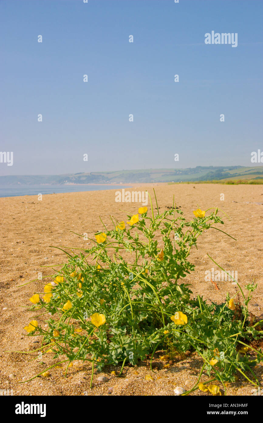 Flowers on the beach at Slapton Sands, Devon, UK Stock Photo Alamy