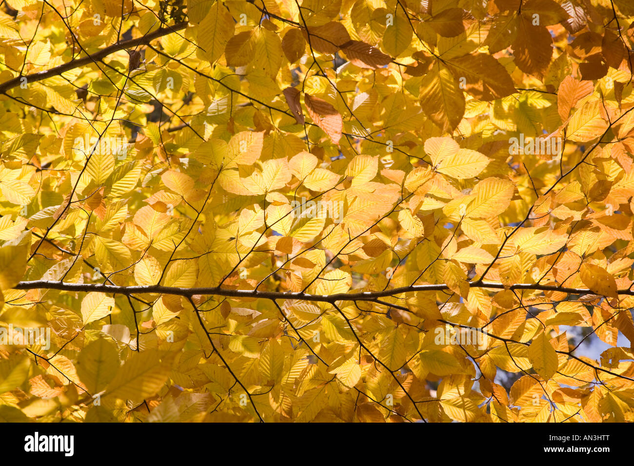 American elm leaves hires stock photography and images Alamy
