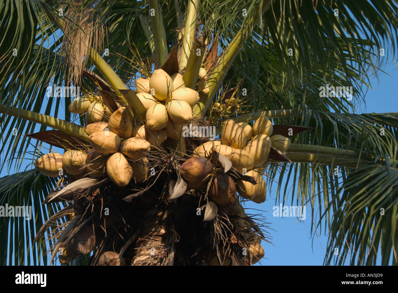coconut tree bearing fruit Stock Photo Alamy