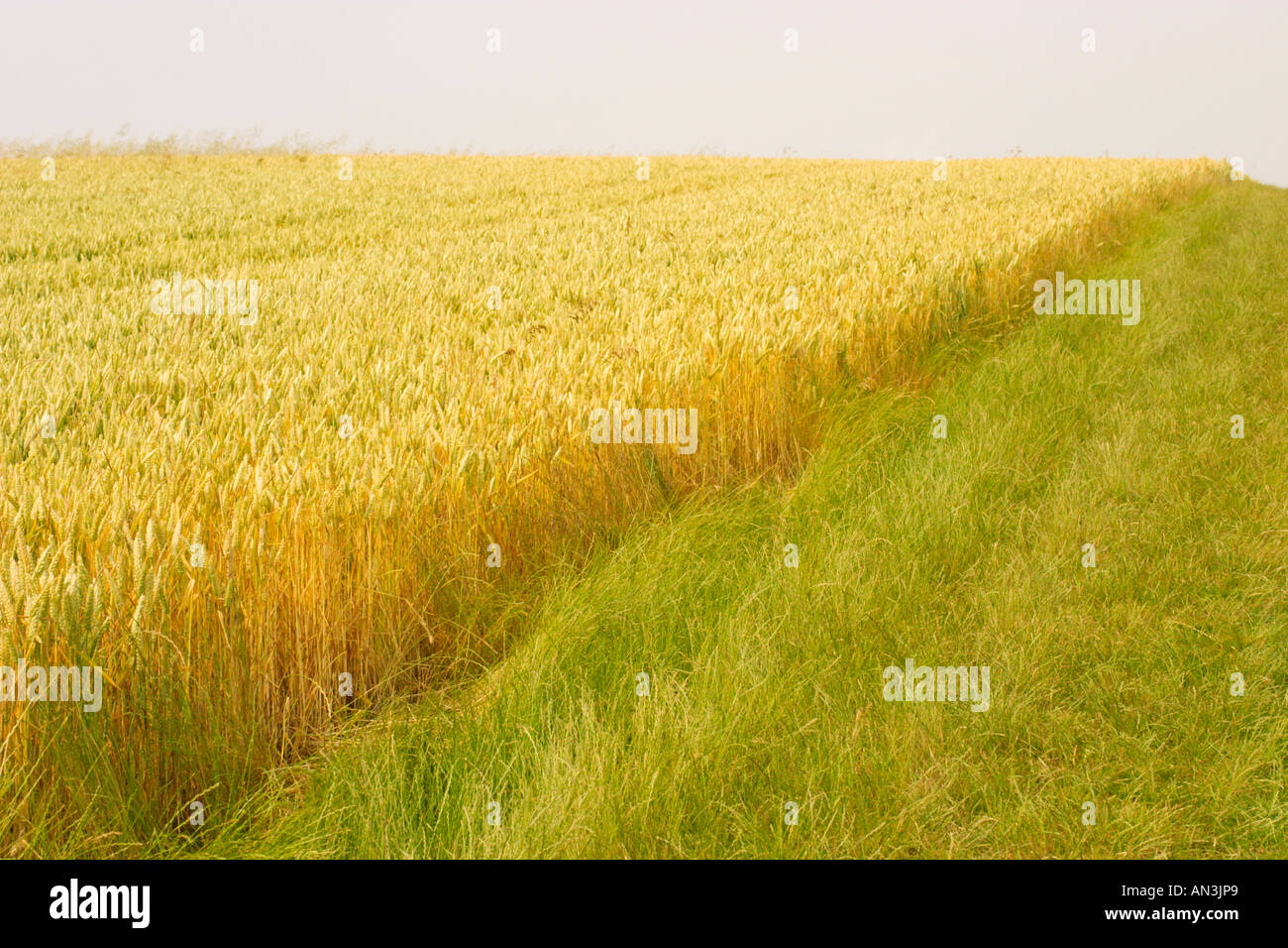 Corn field uk hires stock photography and images Alamy